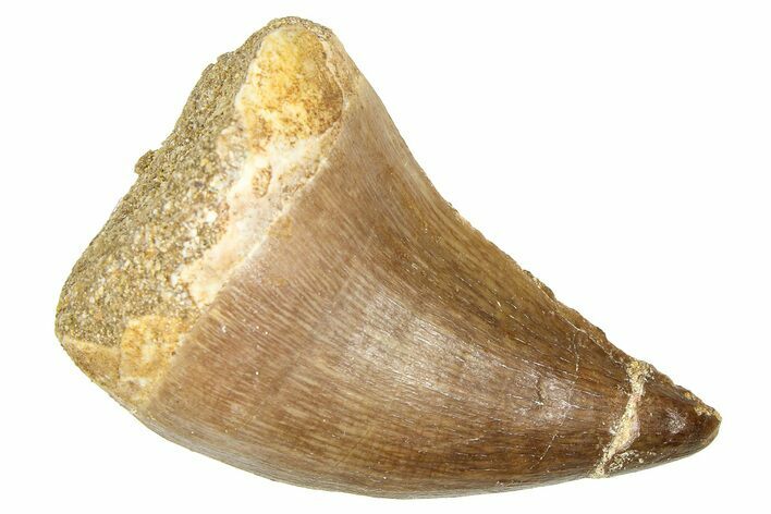 Fossil Mosasaur (Thalassotitan) Tooth - Morocco #374525